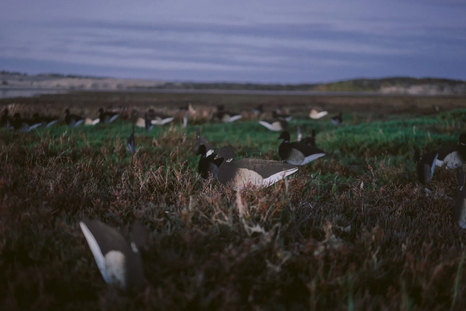 Brant Skinny Decoys (12 Pack)