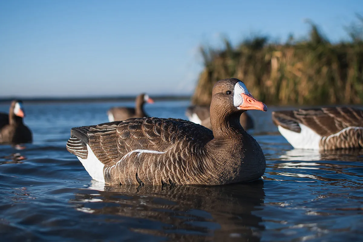 Flight Specklebelly Floater Decoys